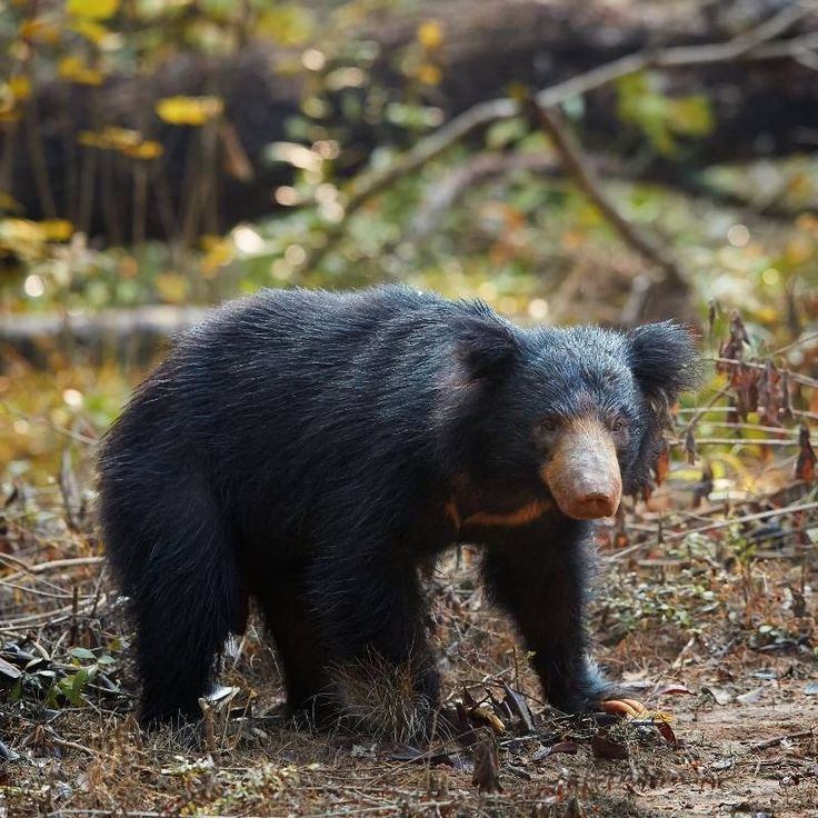 Sloth Bear