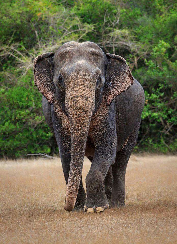Elephant at Wilpattu