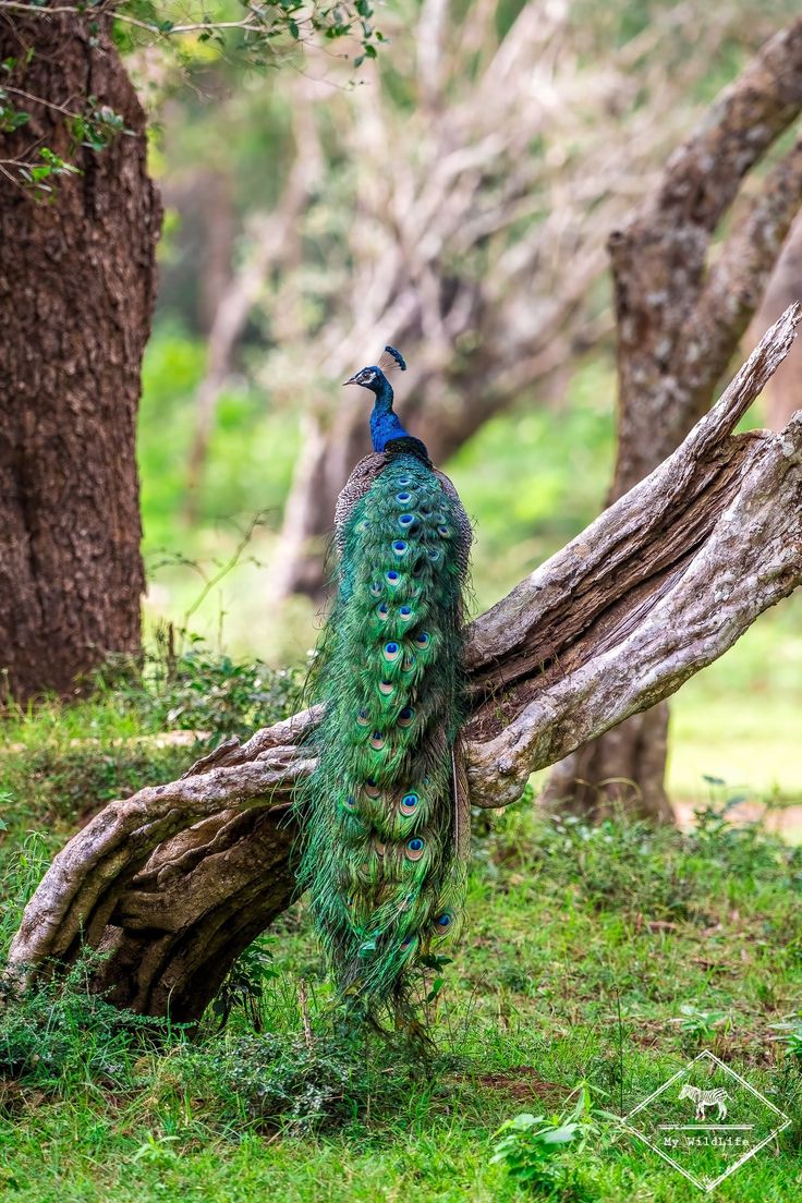 Peacock