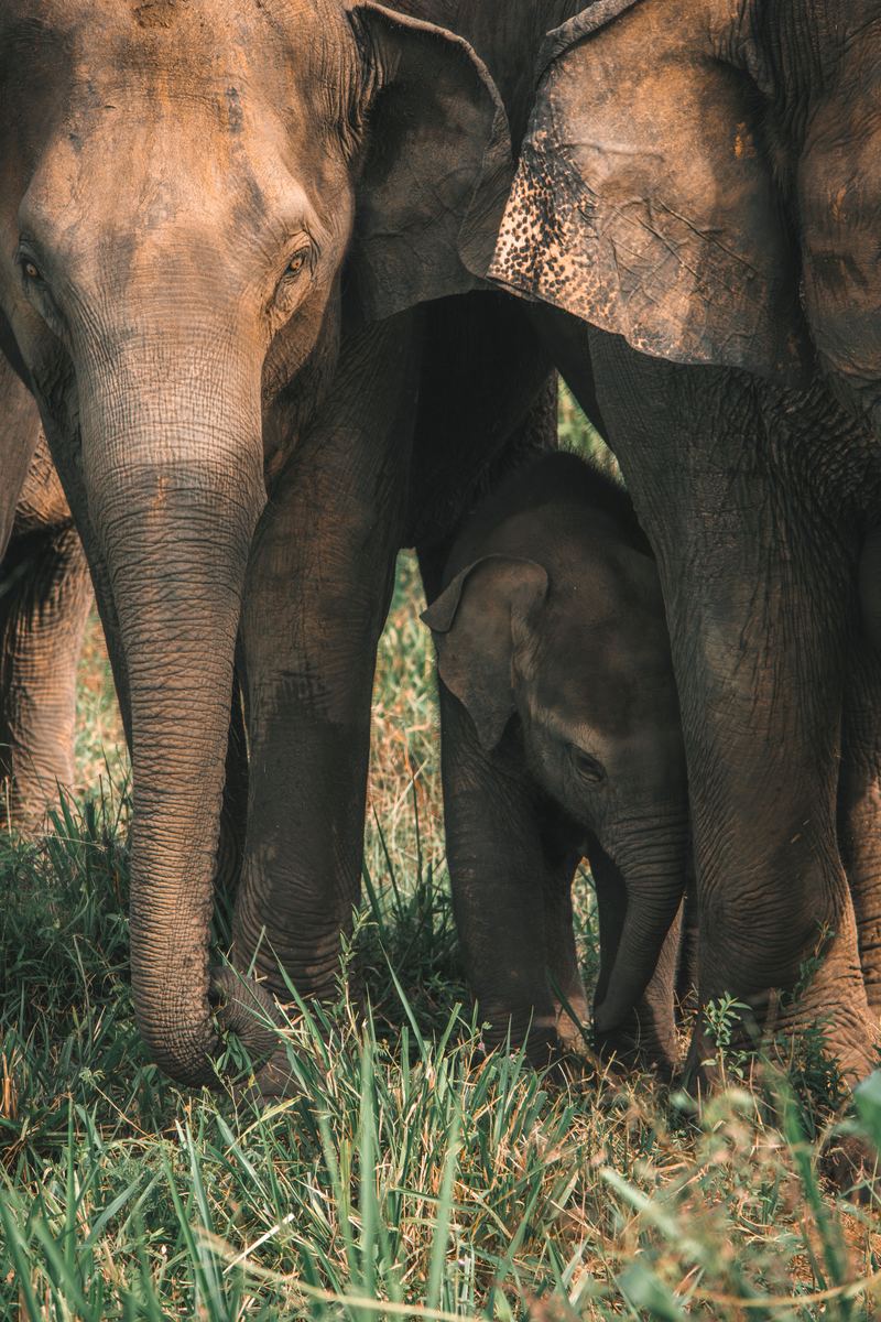 Elephant calf sheltering between the legs of the adult herd