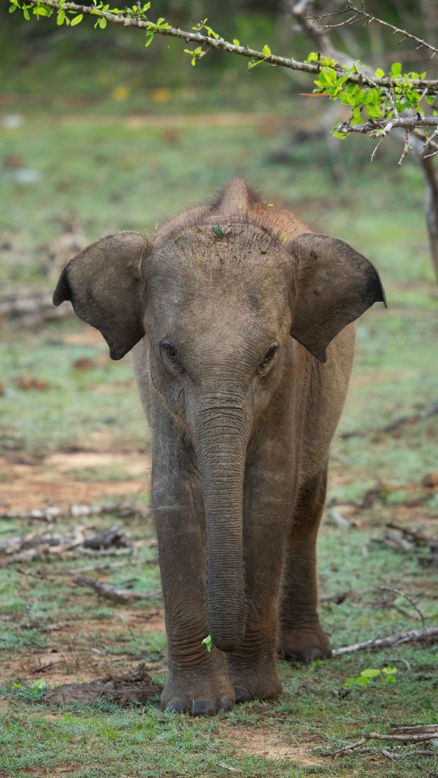 Elephant calf standing in short grass, ears forward