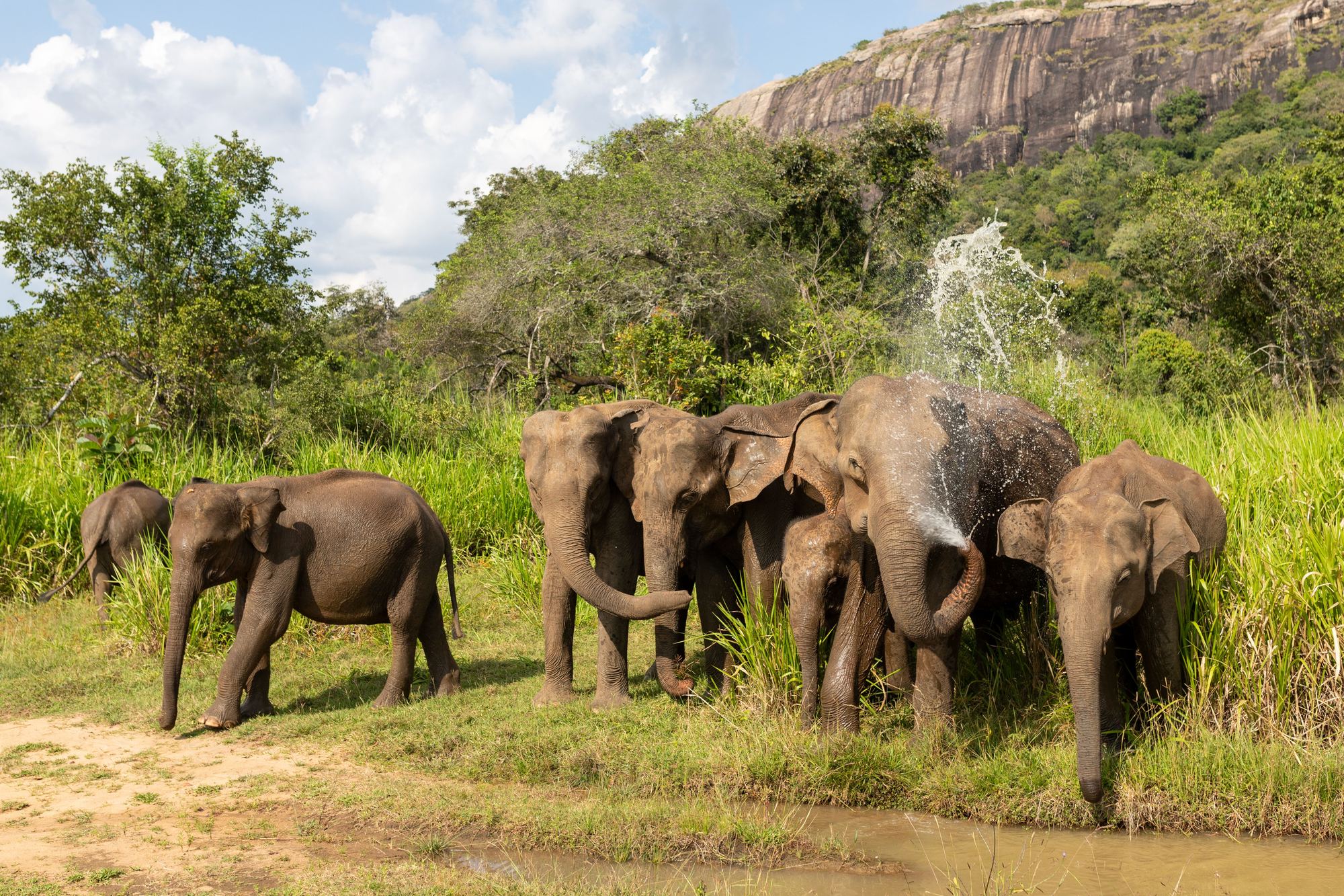 Herd of Sri Lankan elephants at a waterhole below a granite outcrop