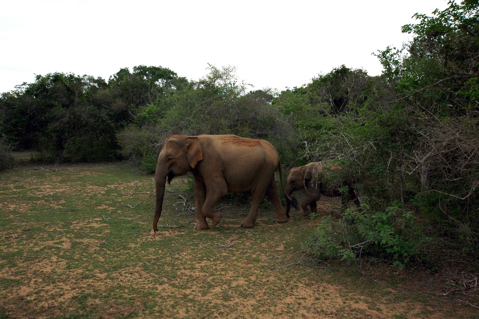 Elephant mother and calf walking into the scrub in the late afternoon