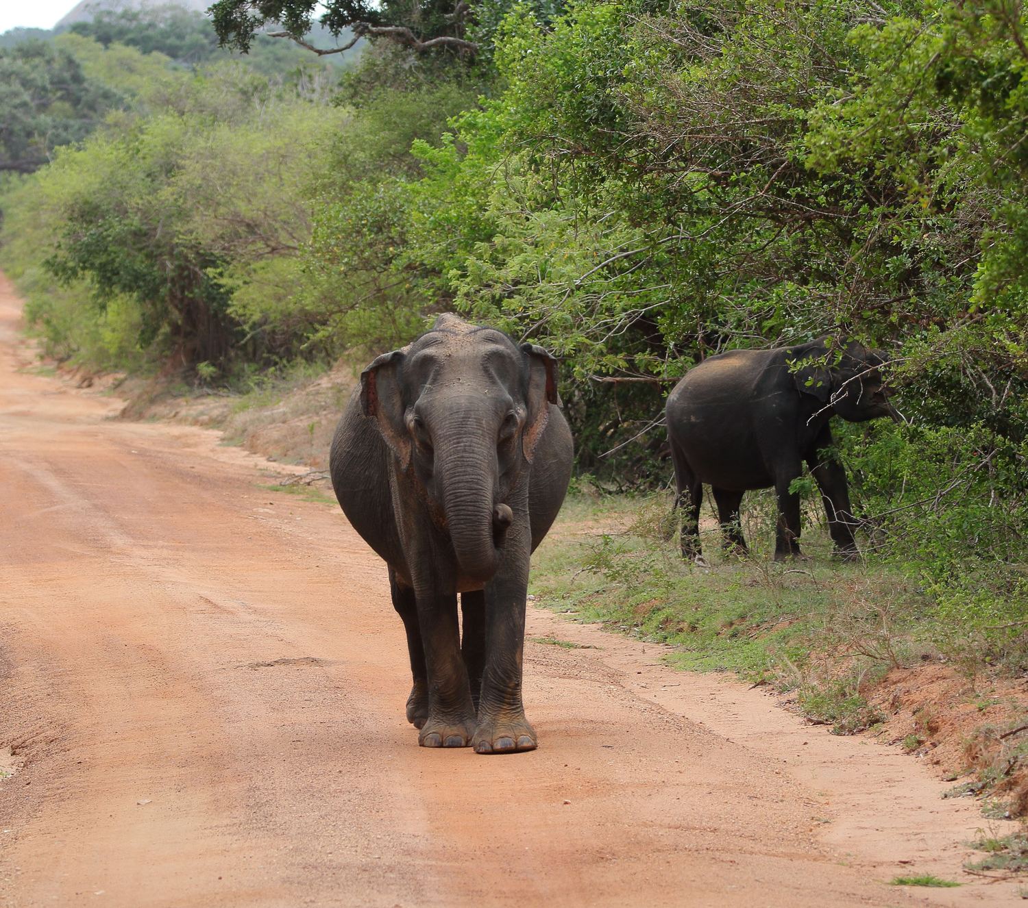 Young elephant walking down a red dirt road in the park