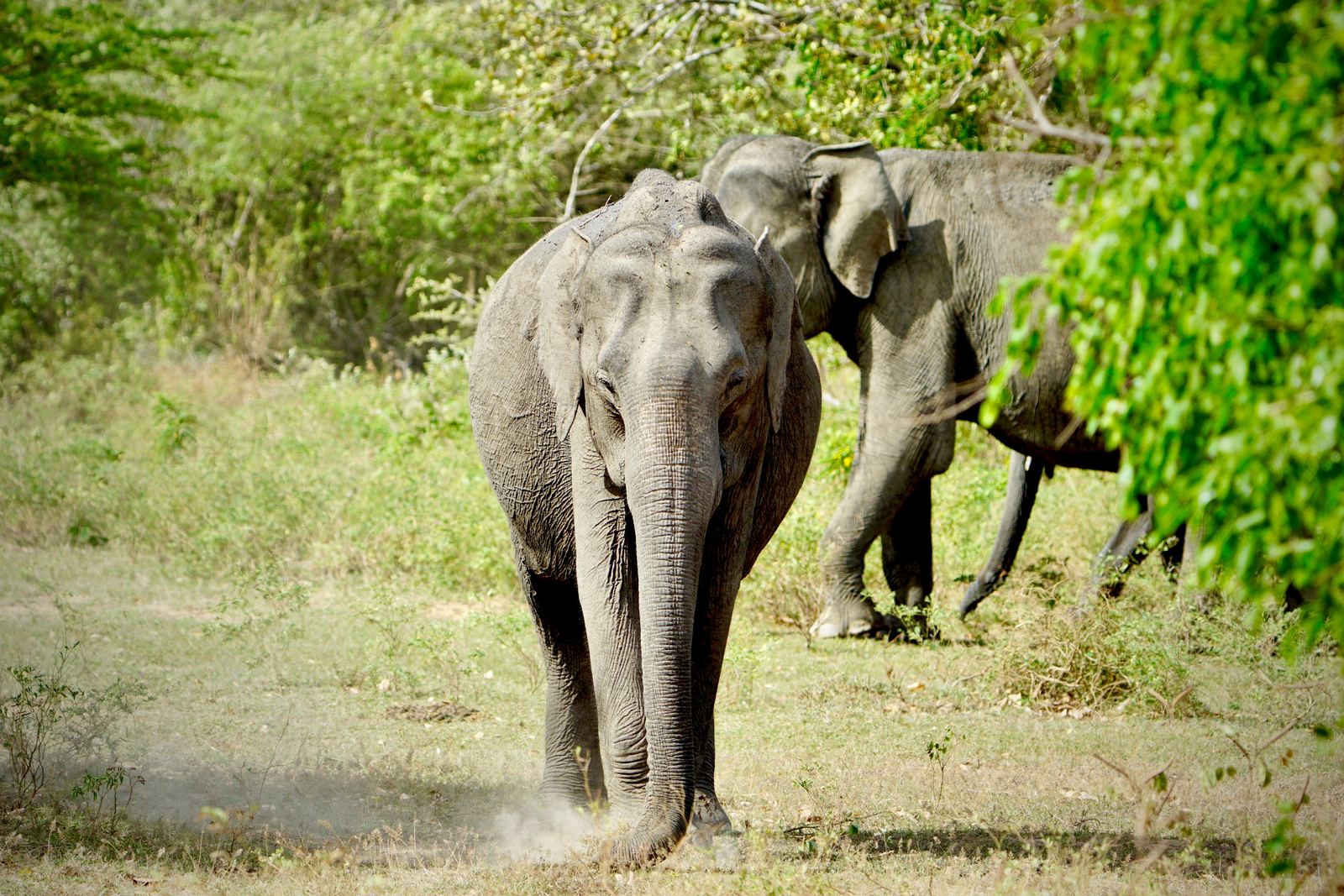 Two Sri Lankan elephants walking through open grassland