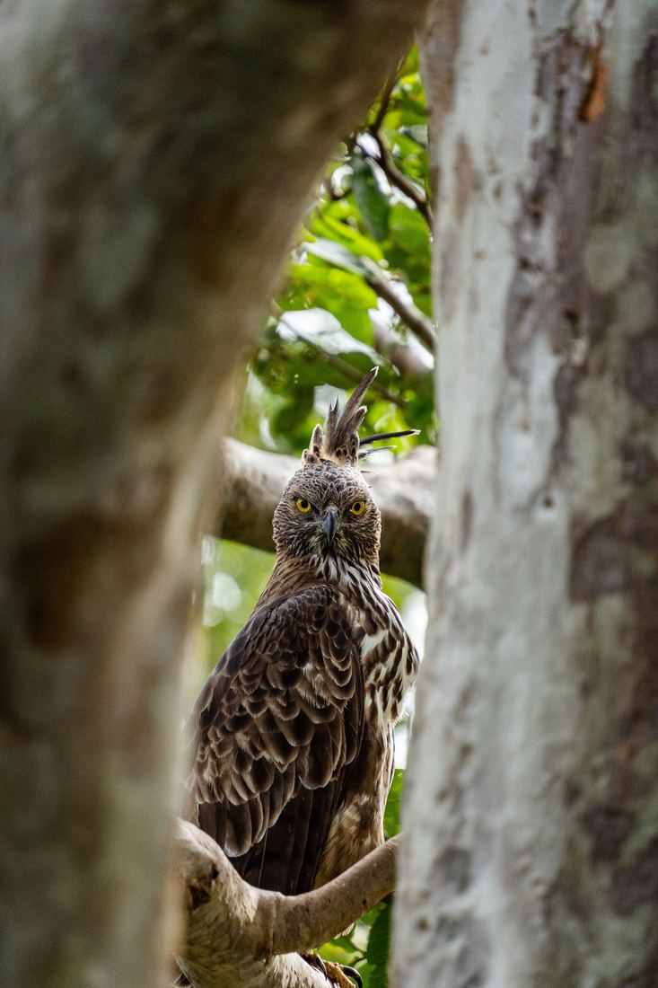 Changeable hawk-eagle perched between pale tree trunks
