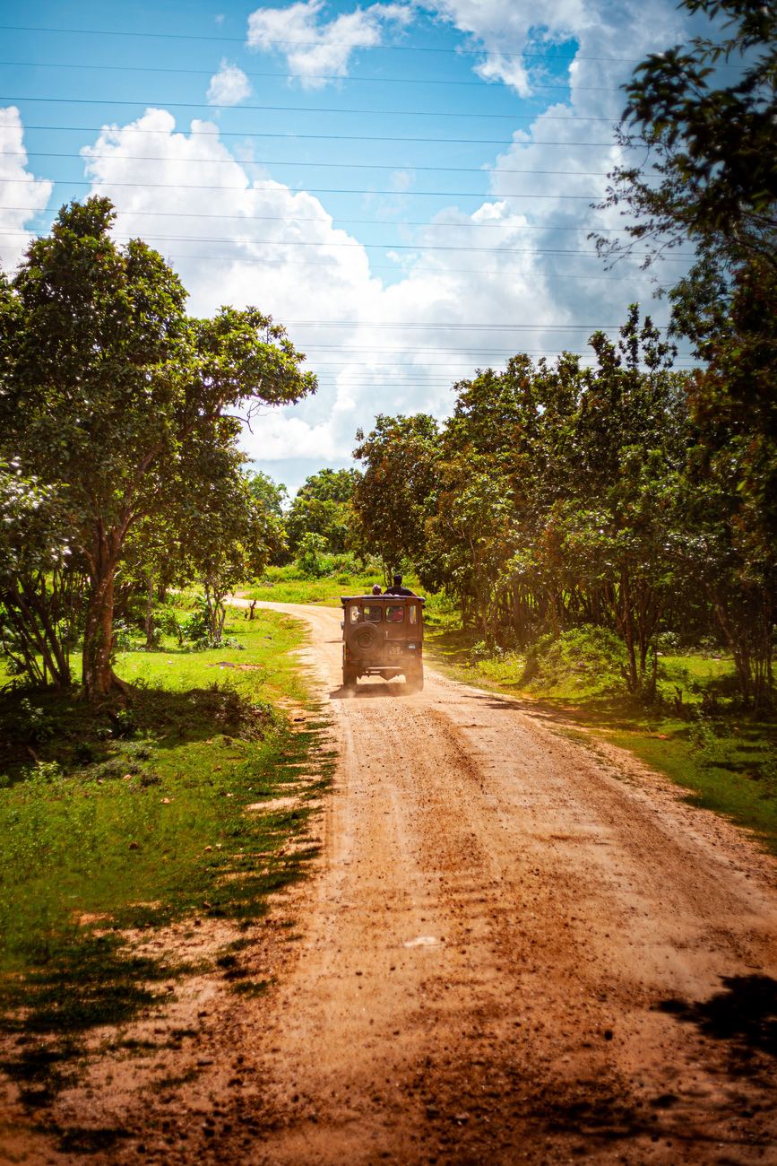 Safari jeep on a red dirt road through the trees under a blue sky