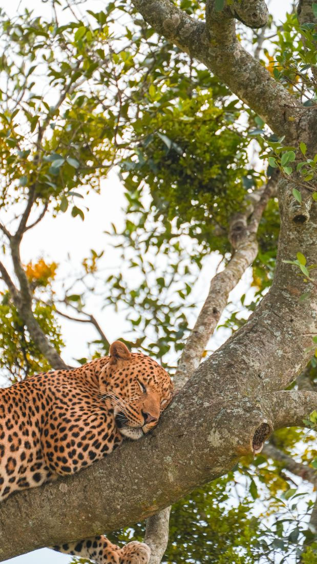 Leopard asleep, draped over a high tree branch