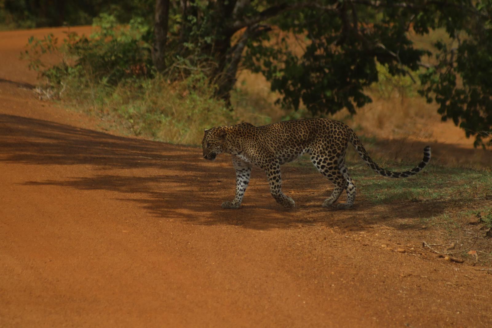 Leopard crossing a red-earth safari track