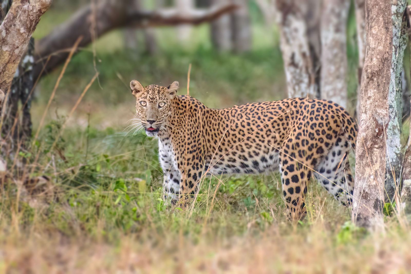 Leopard standing alert among forest trees