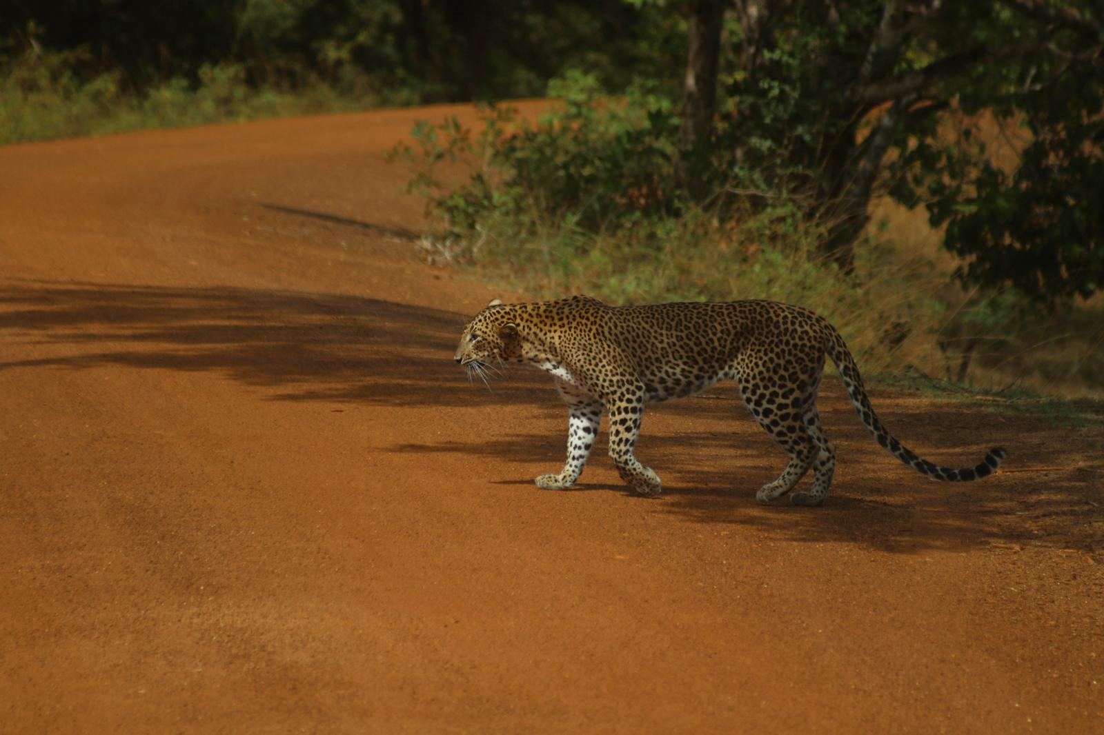 Leopard walking across a red-earth jeep track in Wilpattu