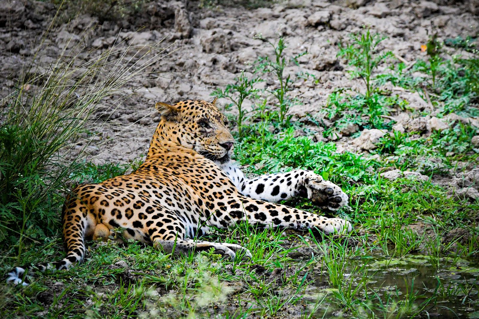 Sri Lankan leopard lying in green grass beside a rocky bank