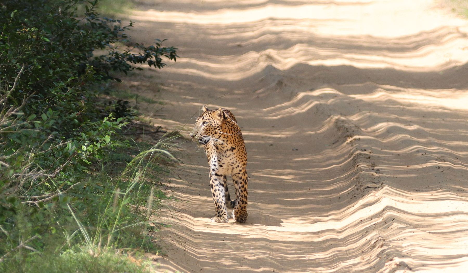 Leopard standing on a pale sandy track at first light