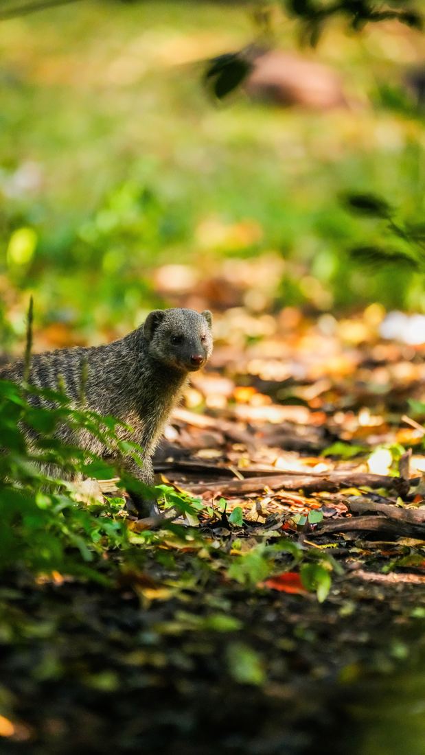 Mongoose pausing on leaf litter