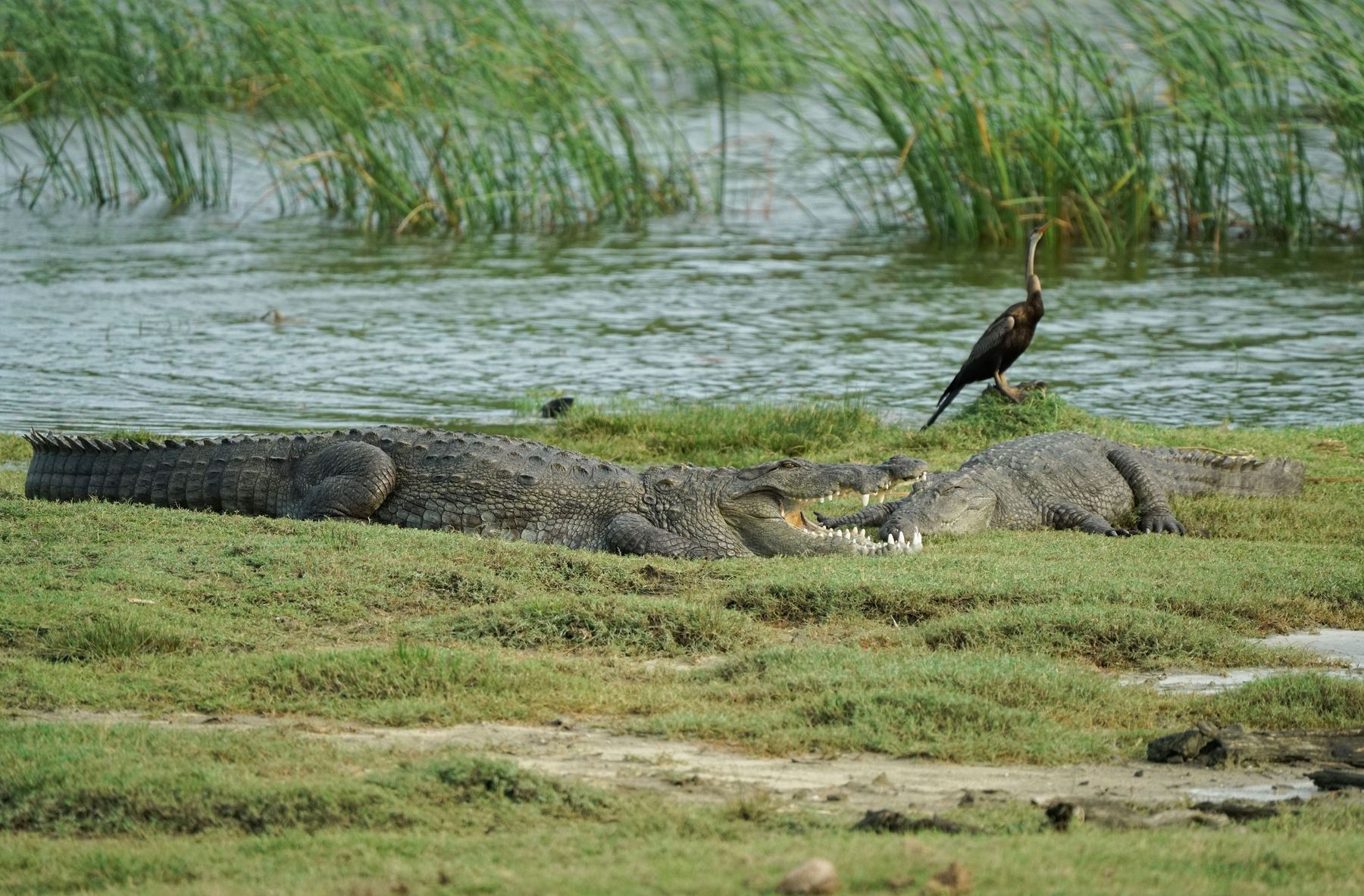 Two mugger crocodiles basking on a grassy lake bank with a darter perched nearby