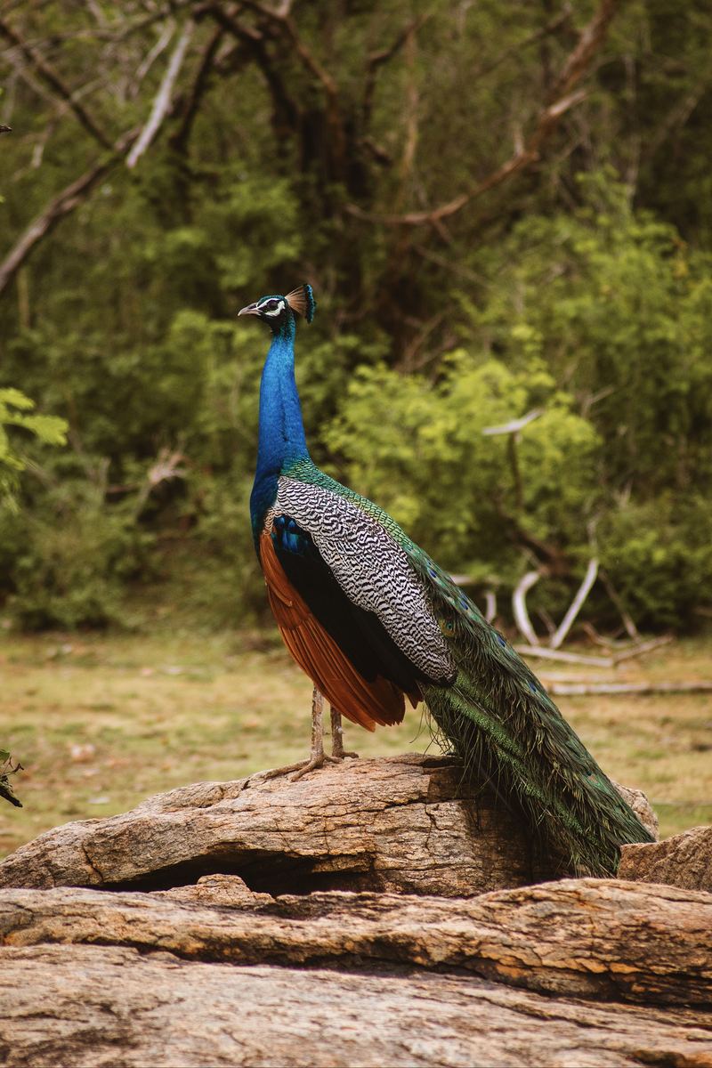 Indian peacock standing on a fallen log