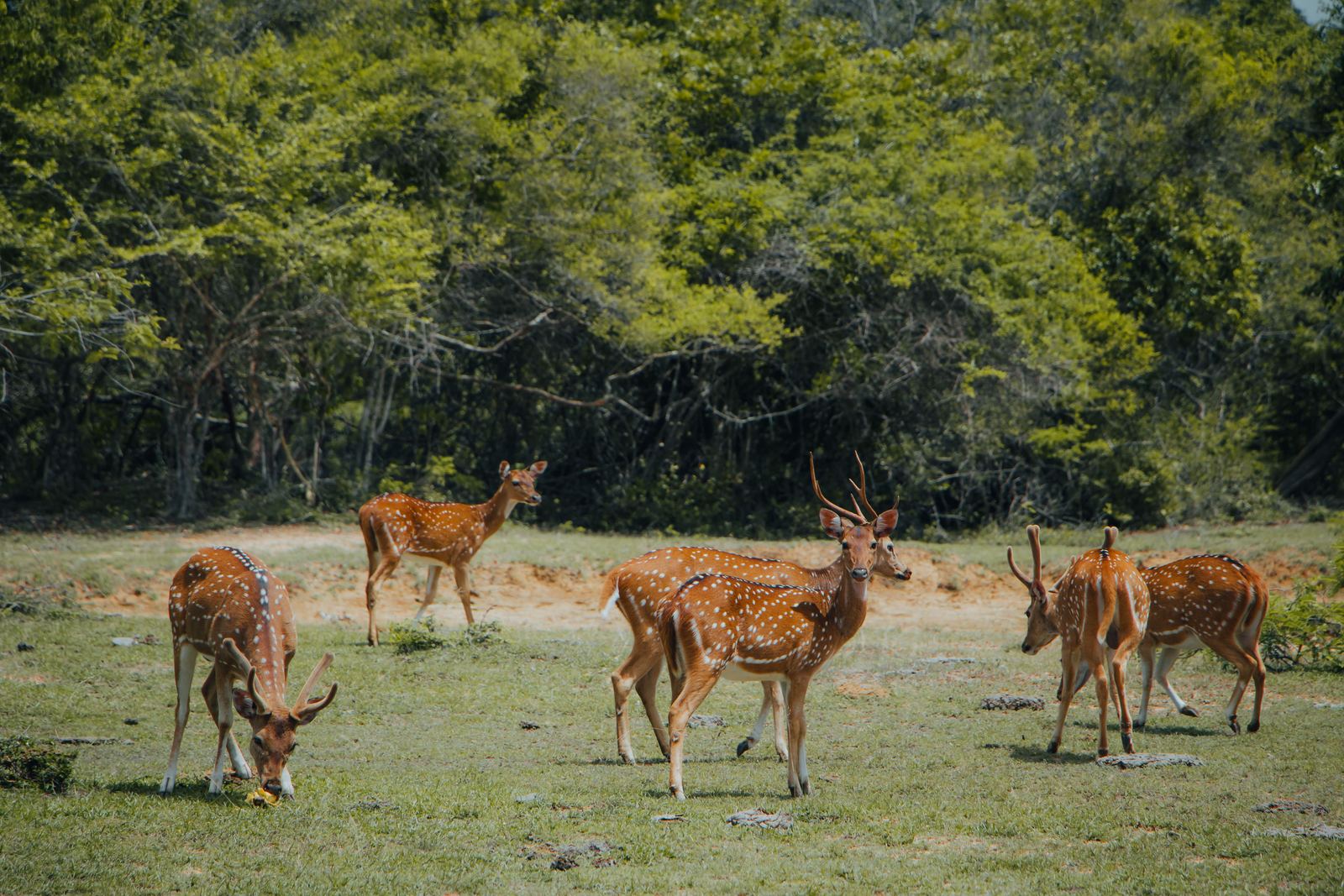 Herd of spotted deer grazing at the edge of the forest