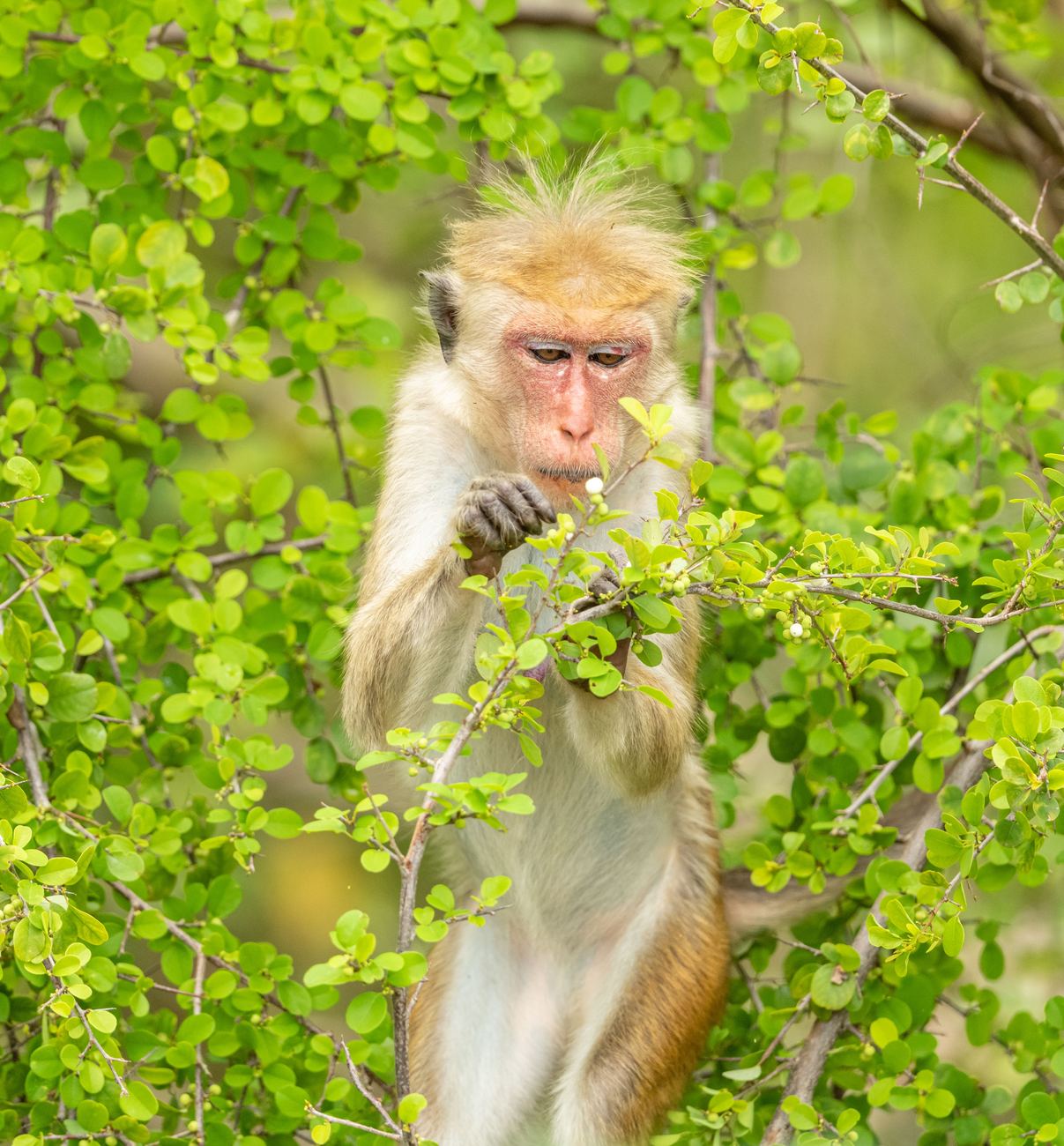 Toque macaque feeding on leaves in a bright green bush